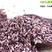墨江紫米22年新货优质紫糯米粗粮紫米5斤起批包邮