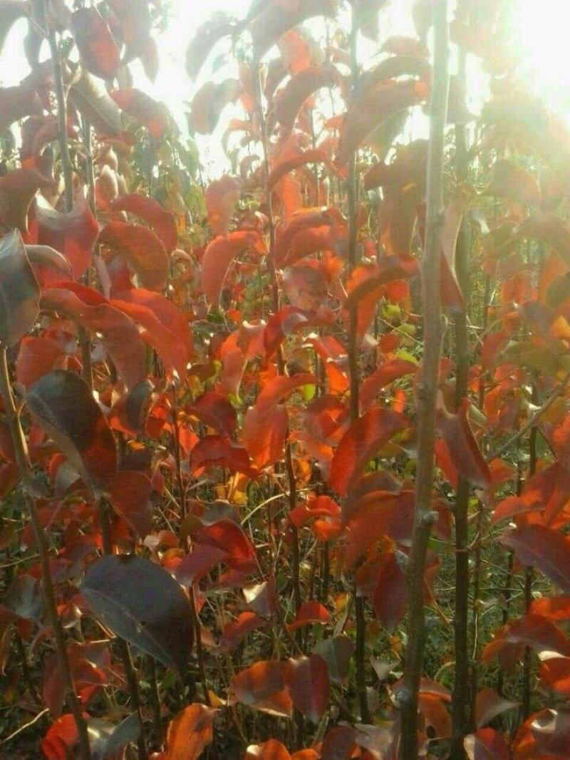 彩叶豆梨秋火焰包纯度包成活率