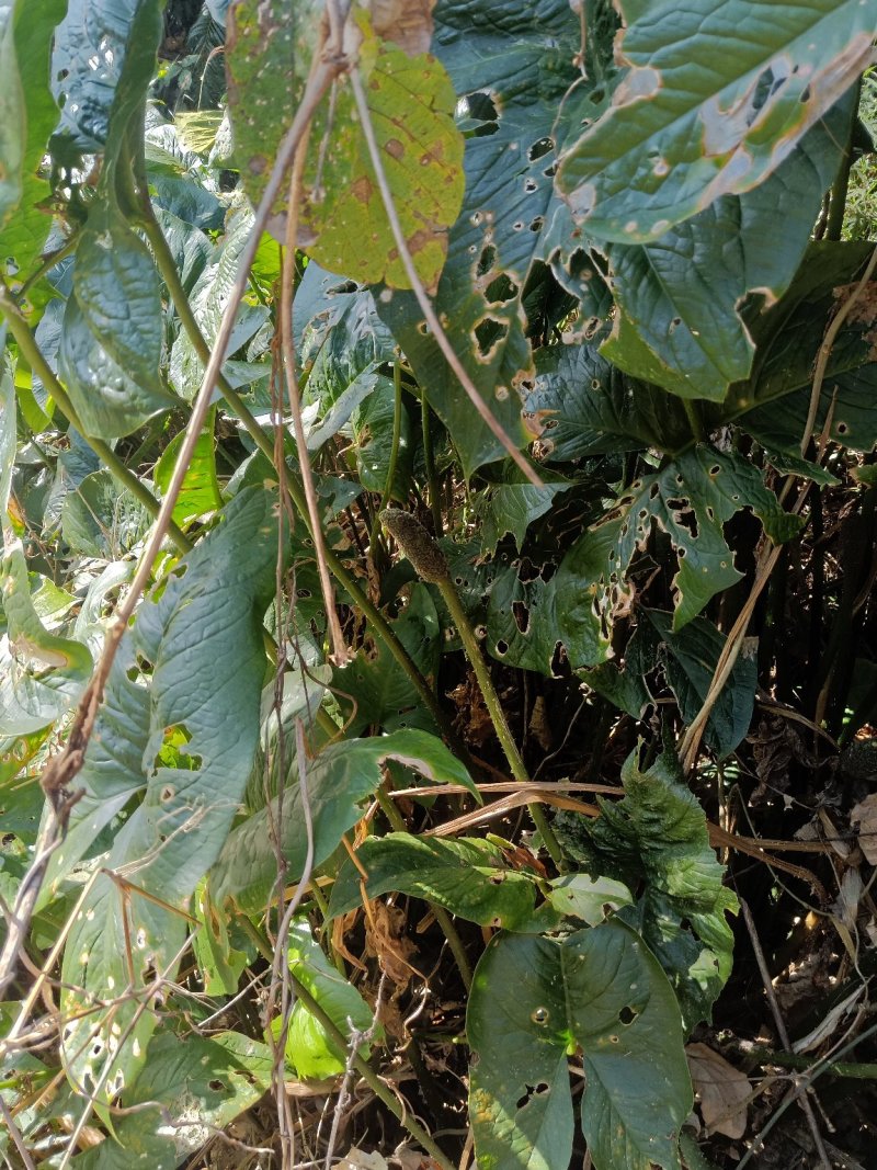 簕茨菇