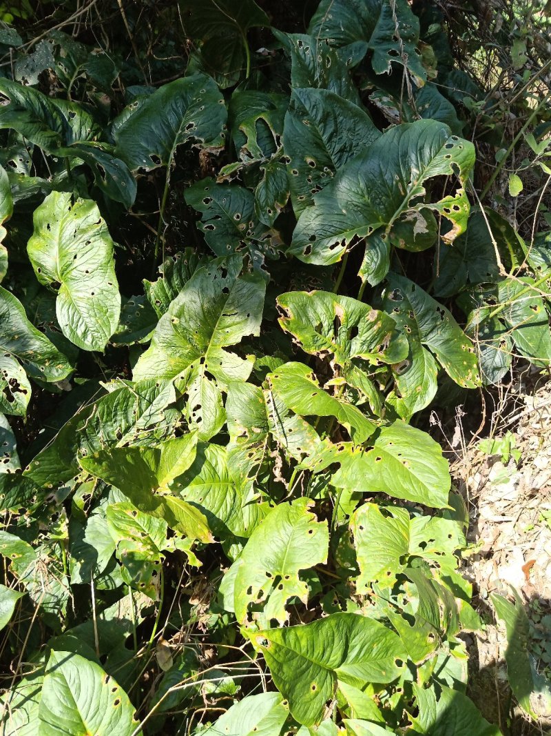 簕茨菇