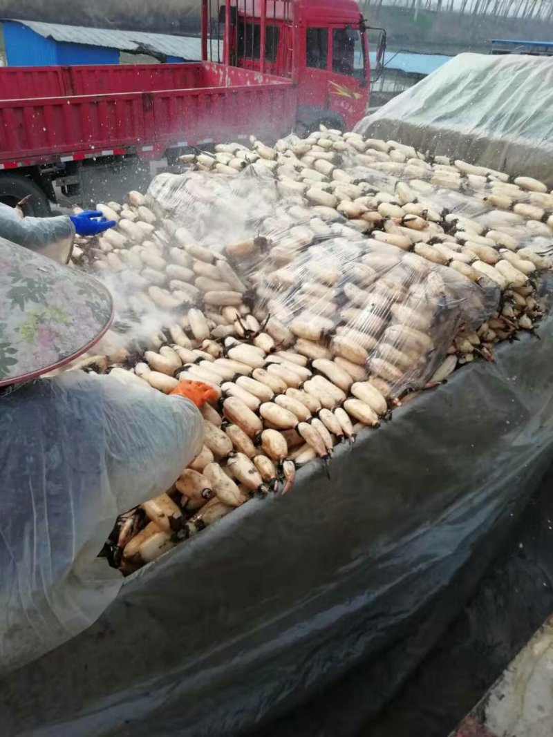 莲藕，白大，自产自销，价格优惠。
