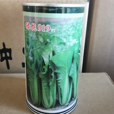青梗无毛小白菜璐通911小白菜种子生长速度快高抗