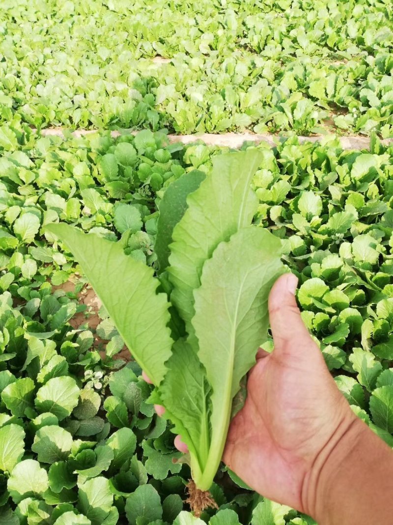 青梗无毛小白菜璐通911小白菜种子生长速度快高抗