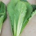 青梗无毛小白菜璐通911小白菜种子生长速度快高抗