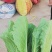 青梗无毛小白菜璐通911小白菜种子生长速度快高抗