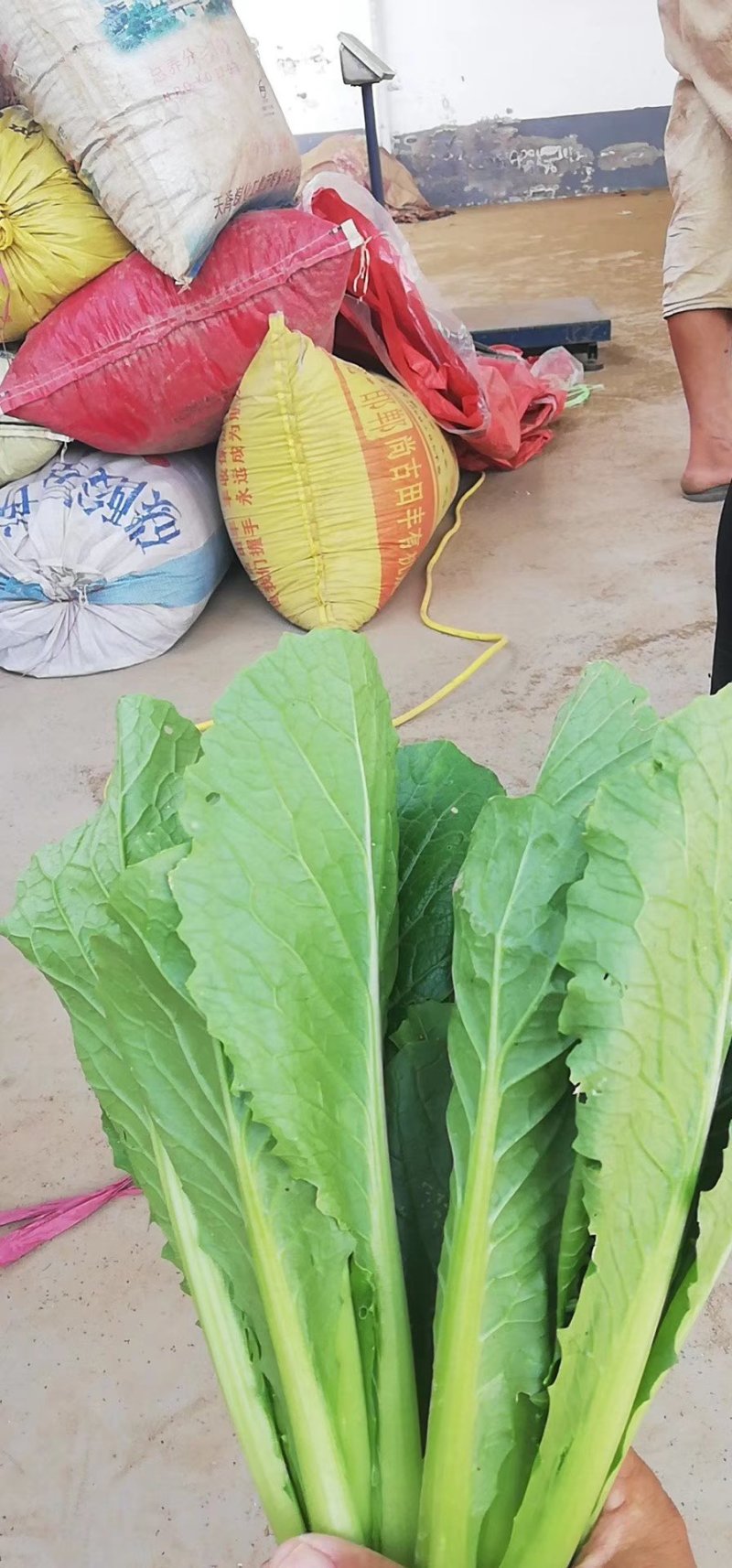 青梗无毛小白菜璐通911小白菜种子生长速度快高抗