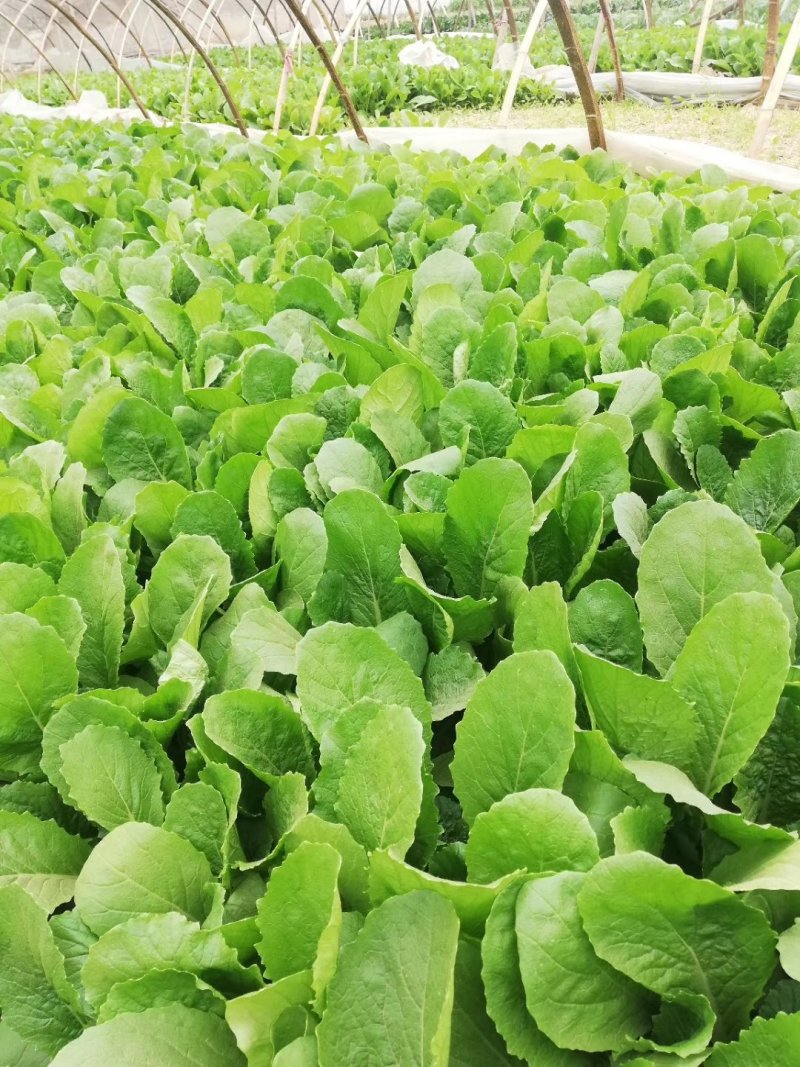 青梗无毛小白菜璐通911小白菜种子生长速度快高抗
