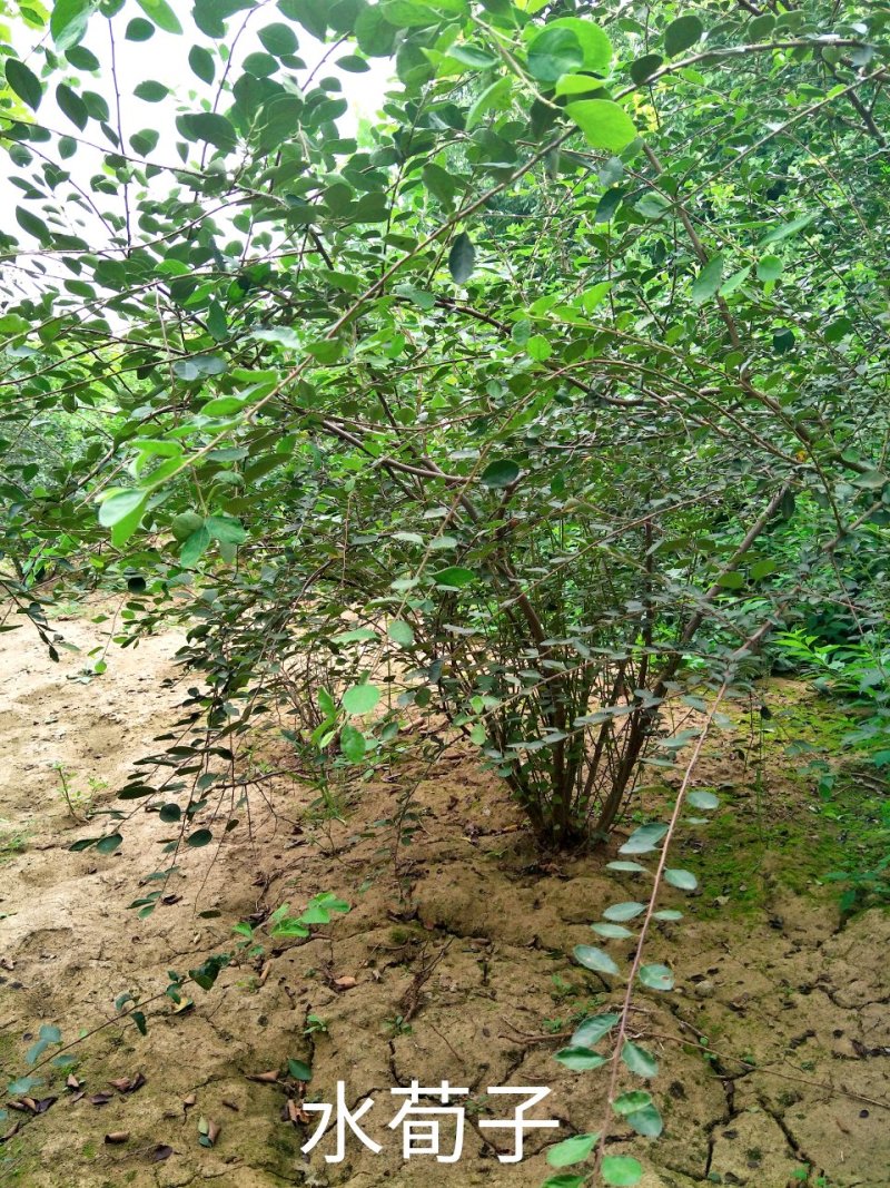 水荀子，苗圃直销成活率100%