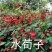 水荀子，苗圃直销成活率100%