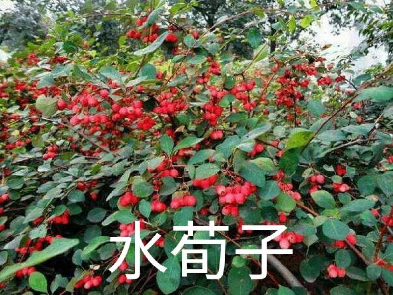 水荀子，苗圃直销成活率100%