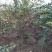水荀子，苗圃直销成活率100%