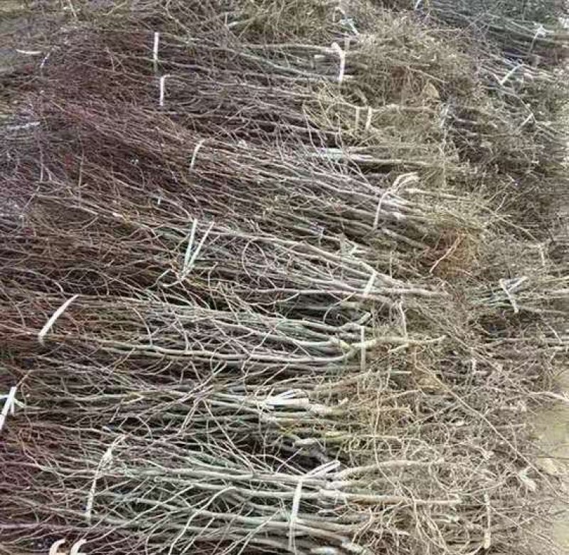嫁接葫芦枣苗两年苗包结果死苗补发