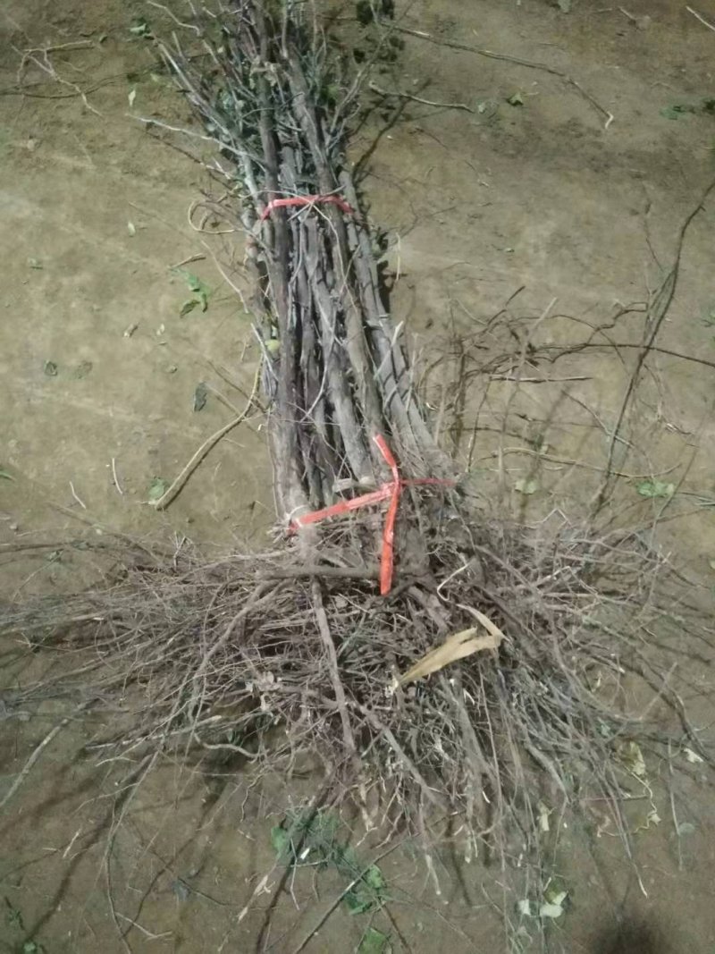 嫁接葫芦枣苗两年苗包结果死苗补发