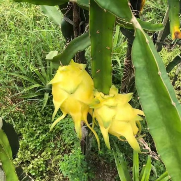 黄皮黄心火龙果苗红心火龙果苗水晶火龙果免费技术指导