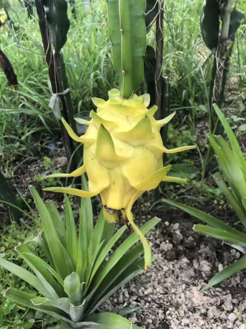 黄皮黄心火龙果苗红心火龙果苗水晶火龙果免费技术指导