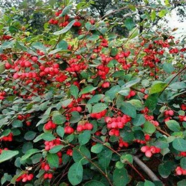 大棵水荀子，水荀子苗圃直销