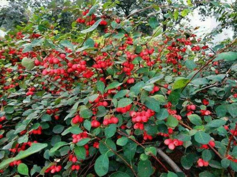 大棵水荀子，水荀子苗圃直销
