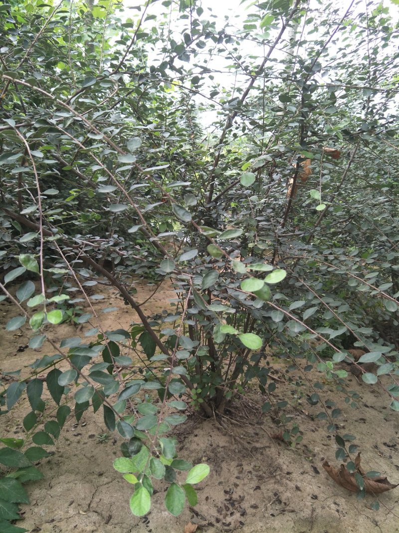 大棵水荀子，水荀子苗圃直销