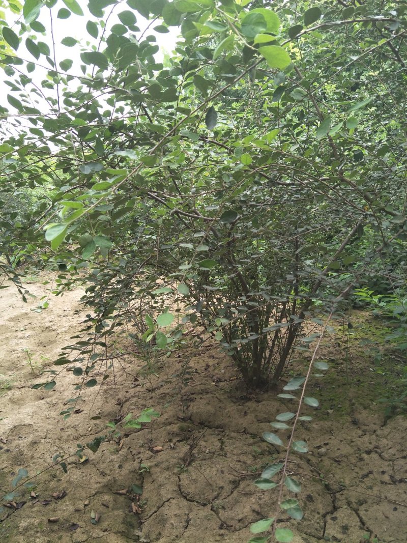 大棵水荀子，水荀子苗圃直销