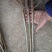 香椿苗，红油香椿树苗、黑油香椿苗，各种规格包正质量