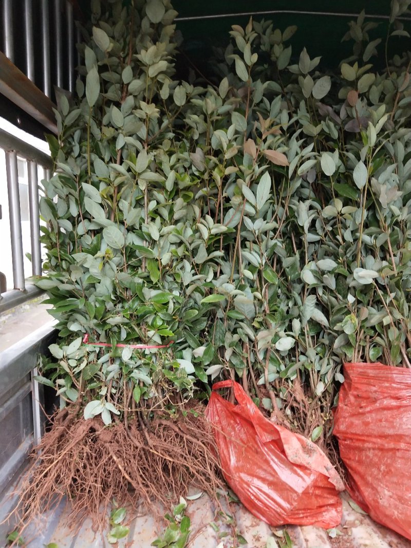 老鹰茶苗，基地苗，杯苗，裸根，价格美丽。包邮发货，欢迎光