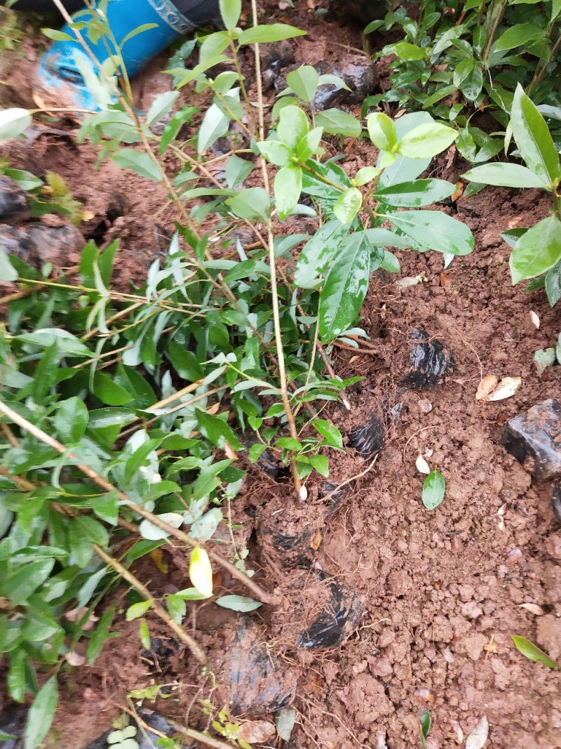 老鹰茶苗，基地苗，杯苗，裸根，价格美丽。包邮发货，欢迎光