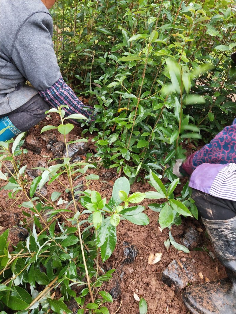 老鹰茶苗，基地苗，杯苗，裸根，价格美丽。包邮发货，欢迎光