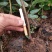 老鹰茶苗，基地苗，杯苗，裸根，价格美丽。包邮发货，欢迎光