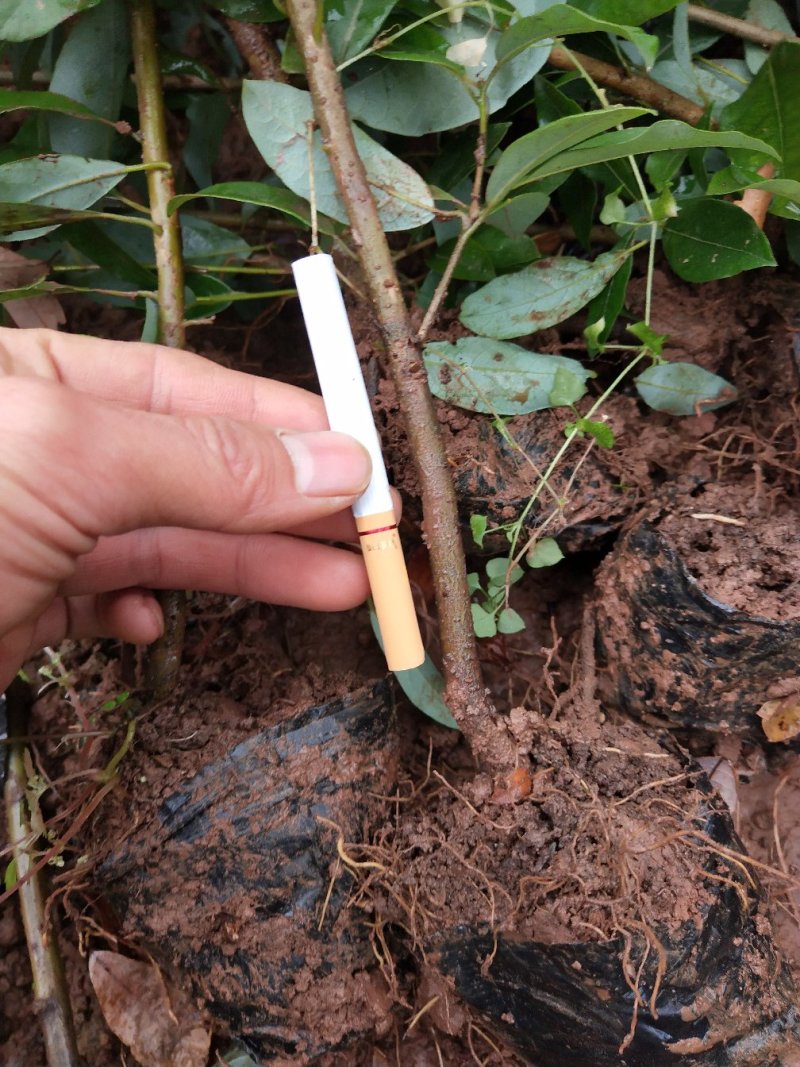 老鹰茶苗，基地苗，杯苗，裸根，价格美丽。包邮发货，欢迎光