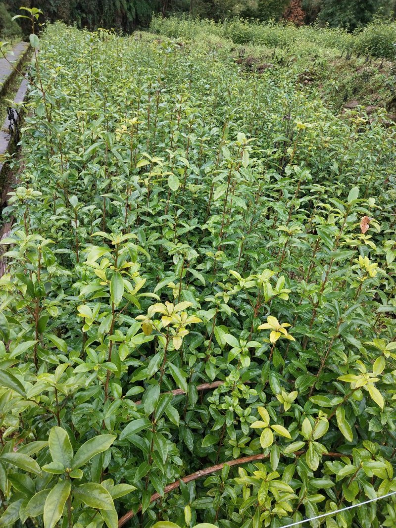 老鹰茶苗，基地苗，杯苗，裸根，价格美丽。包邮发货，欢迎光