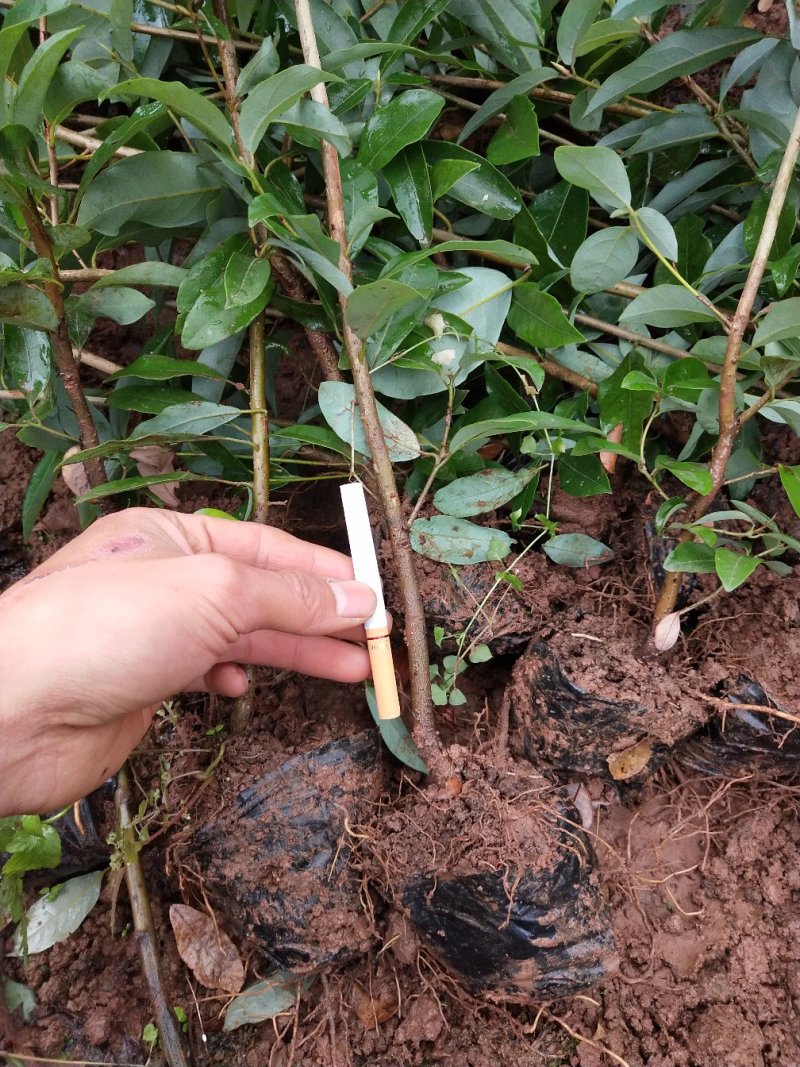 老鹰茶苗，基地苗，杯苗，裸根，价格美丽。包邮发货，欢迎光
