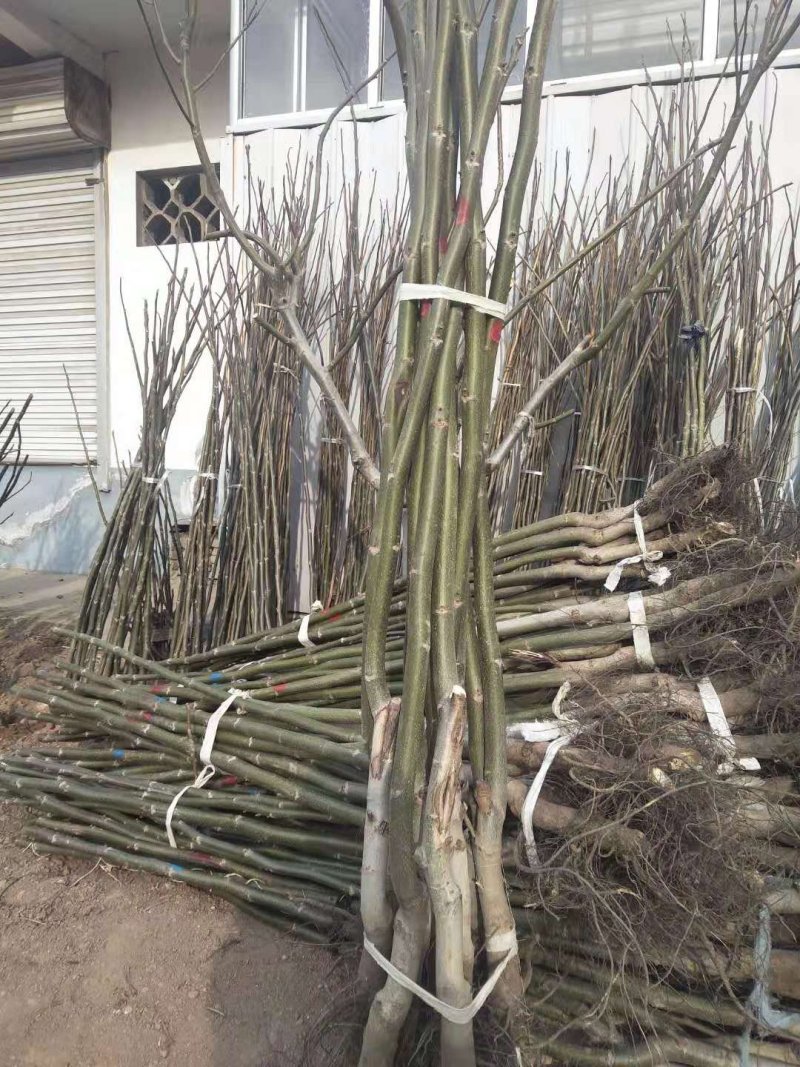 核桃苗100~150cm一年苗
