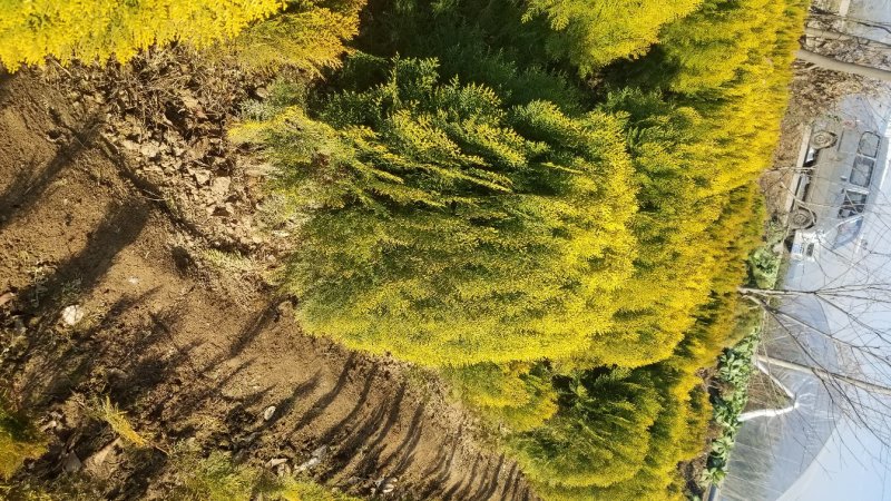 基地供应洒金柏苗绿化工程全国发货。量大供应充足！