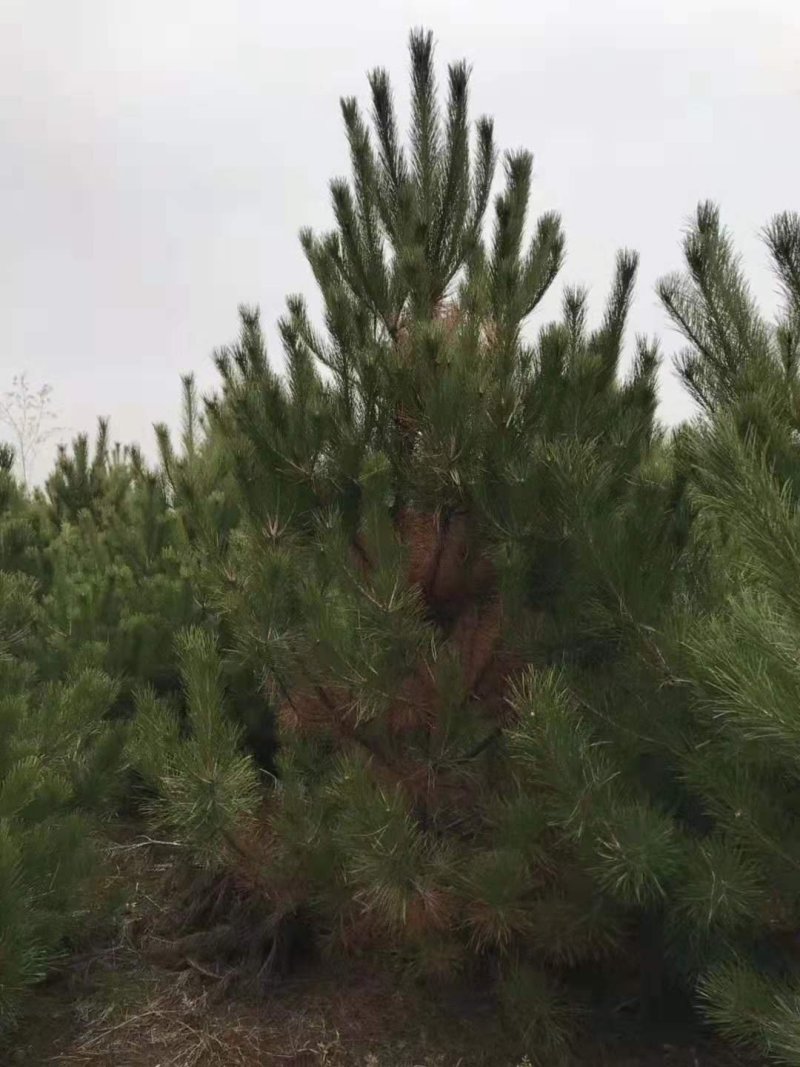 油松，油松袋苗，油松杯苗，造型油松
