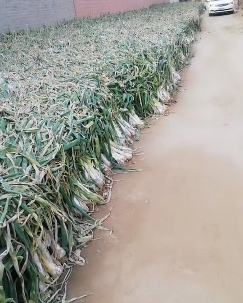 鸡腿大葱