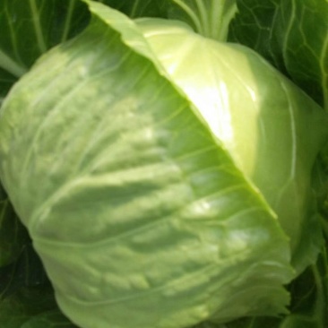 山东菏泽6精品甘蓝量大质优电联