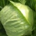 山东菏泽6精品甘蓝量大质优电联
