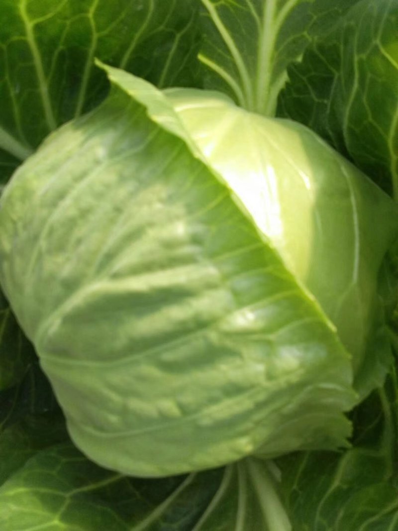 山东菏泽6精品甘蓝量大质优电联