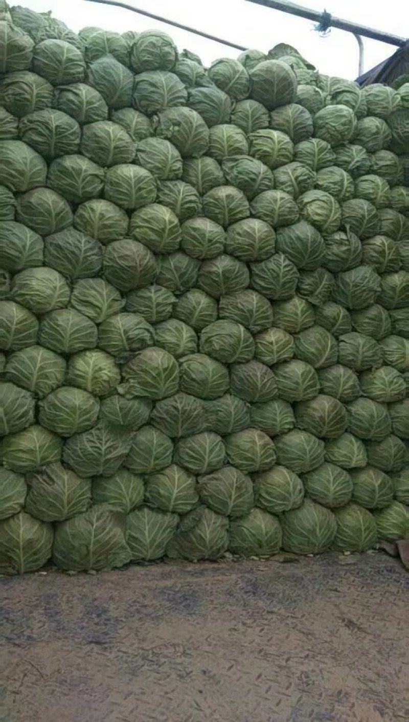 山东菏泽6精品甘蓝量大质优电联