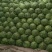 山东菏泽6精品甘蓝量大质优电联