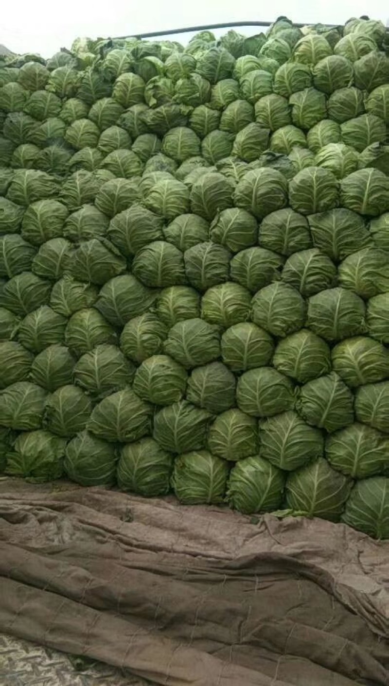 山东菏泽6精品甘蓝量大质优电联