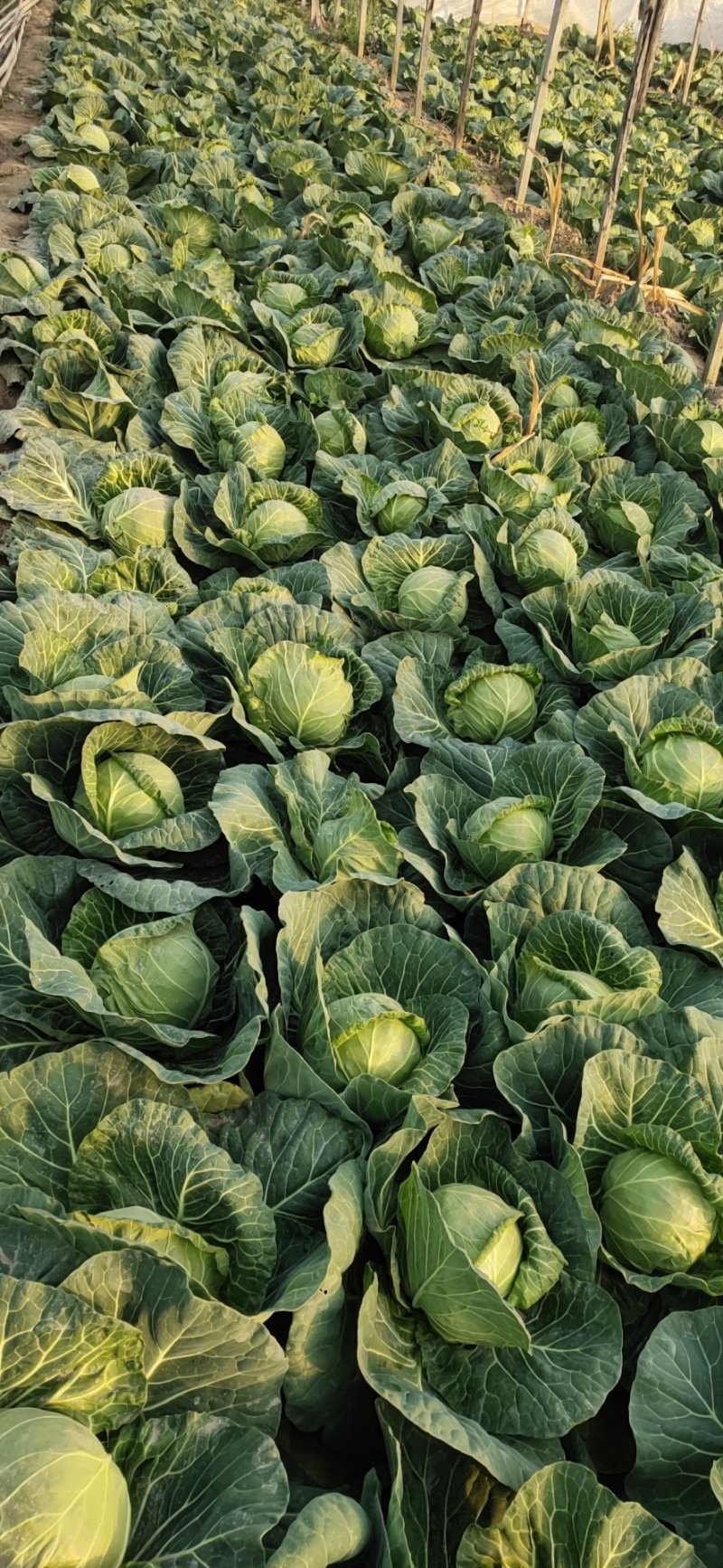 山东菏泽6精品甘蓝量大质优电联