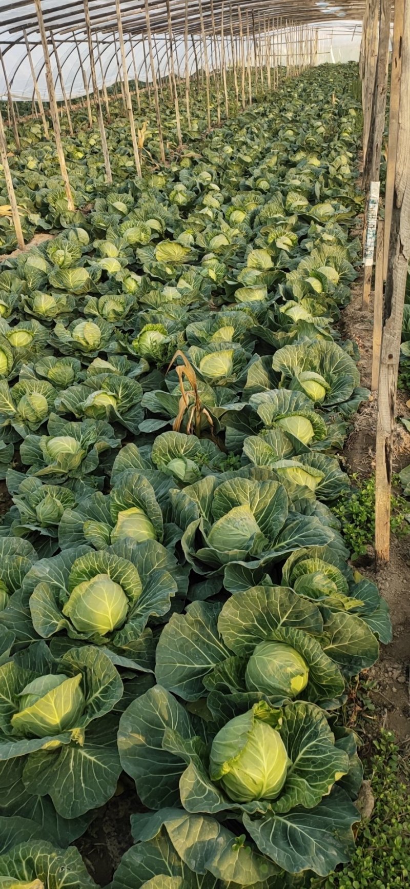 山东菏泽6精品甘蓝量大质优电联