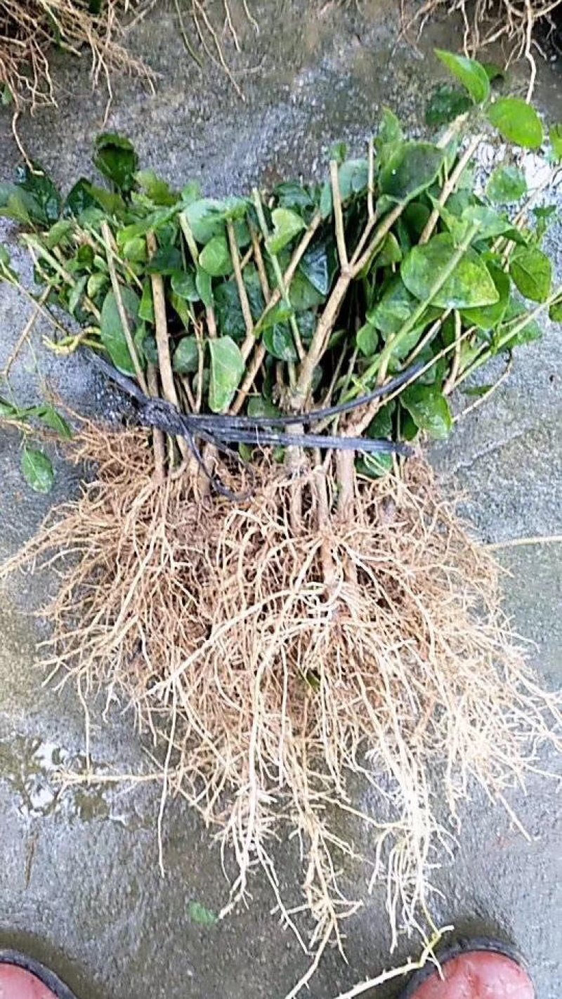 一年重瓣广西茉莉花苗12345年苗广西横县重瓣双瓣茉莉