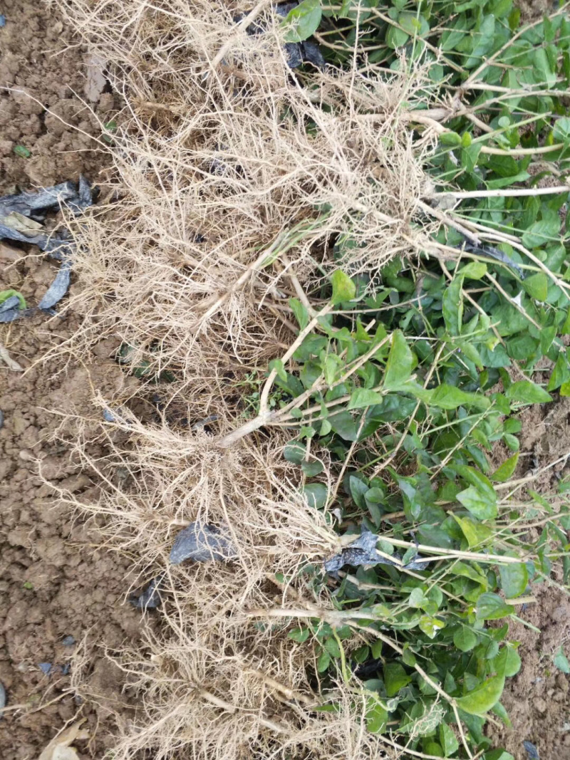 一年重瓣广西茉莉花苗12345年苗广西横县重瓣双瓣茉莉