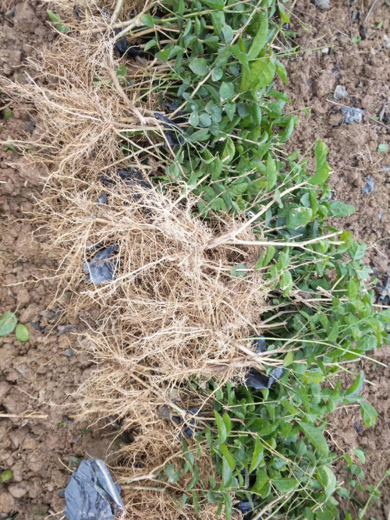 一年重瓣广西茉莉花苗12345年苗广西横县重瓣双瓣茉莉