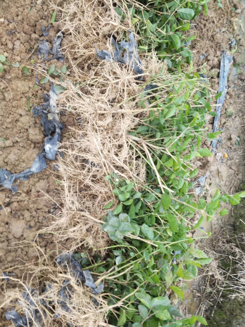 一年重瓣广西茉莉花苗12345年苗广西横县重瓣双瓣茉莉