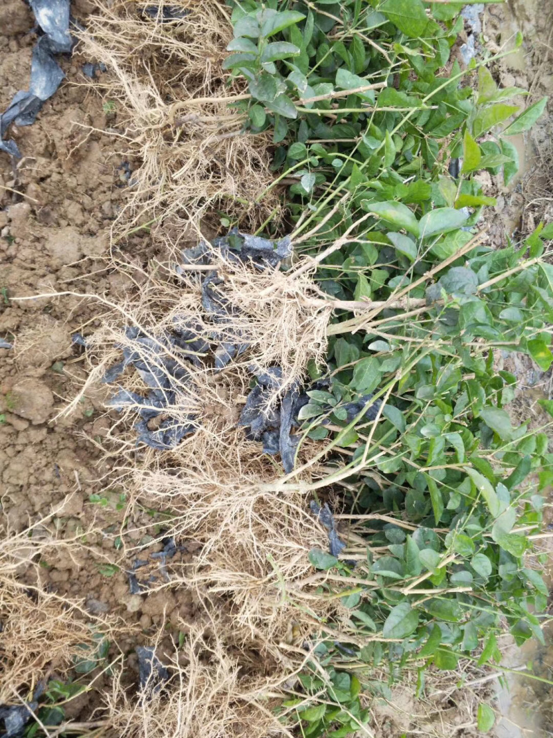 一年重瓣广西茉莉花苗12345年苗广西横县重瓣双瓣茉莉