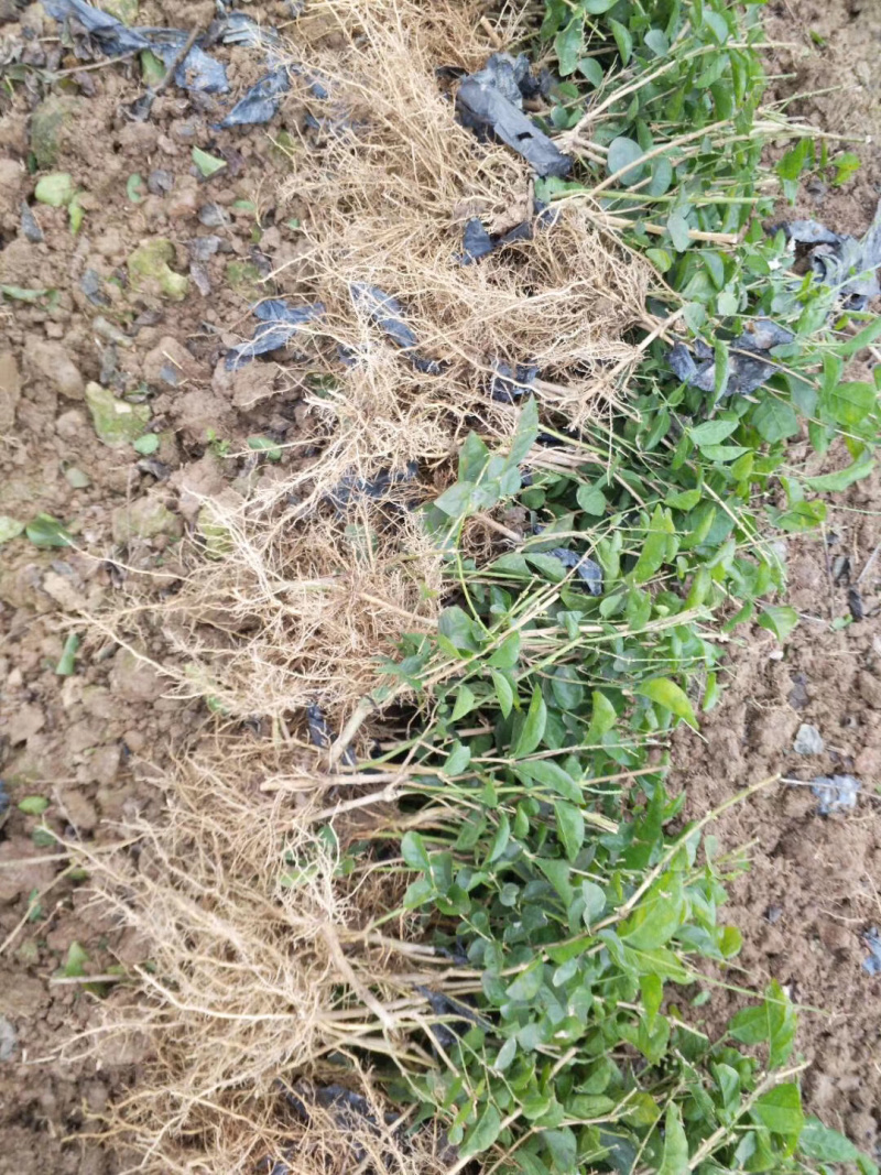 一年重瓣广西茉莉花苗12345年苗广西横县重瓣双瓣茉莉