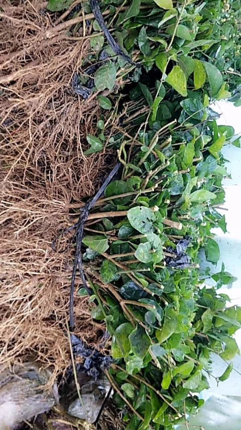 一年重瓣广西茉莉花苗12345年苗广西横县重瓣双瓣茉莉